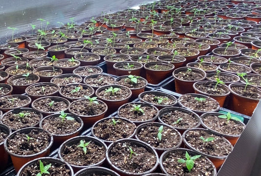 232: The Fever of "Start Season"