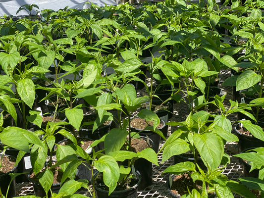 235: Award Winning Hot Sauce